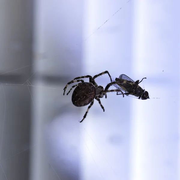 Spider with its prey — Stock Photo, Image