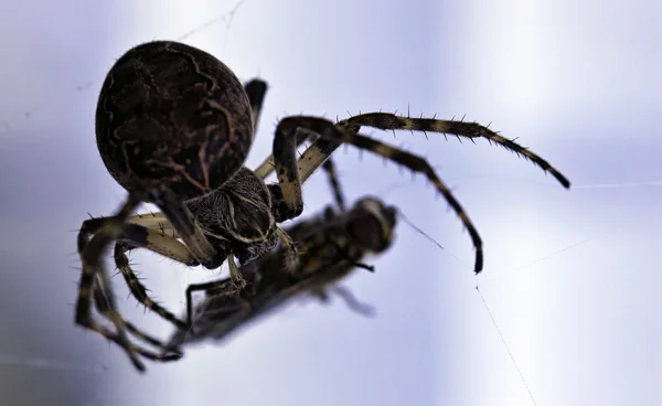 Spindel med sitt byte — Stockfoto