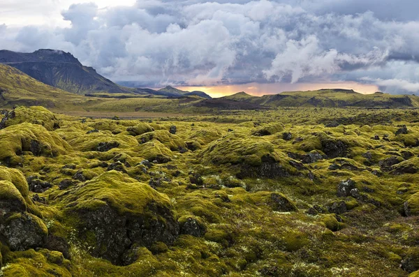 Paisaje surrealista con musgo lanudo al atardecer en Islandia — Foto de Stock