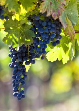 Güneş ışığında bağ arka plan kırmızı üzüm