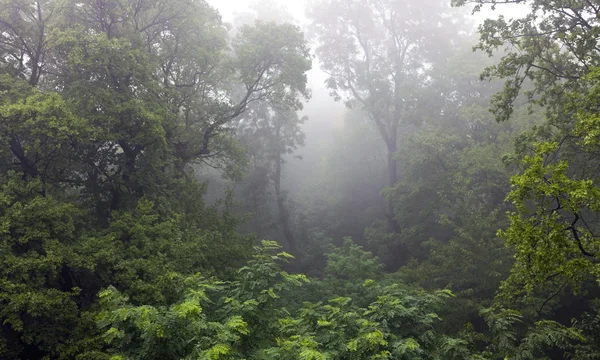 Bosque tropical místico cubierto de niebla — Foto de Stock