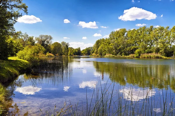Bir göl Danube-Auen Milli Parkı Viyana
