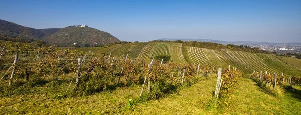 Vue sur l'église Léopoldsberg depuis une cave viennoise — Photo