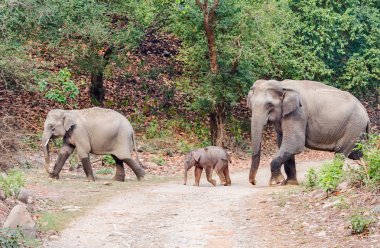 Family of  Asian Elephants clipart