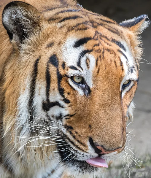 Twarz Royal Bengal Tiger — Zdjęcie stockowe