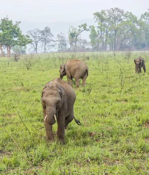 Dwóch młodych słoni — Zdjęcie stockowe