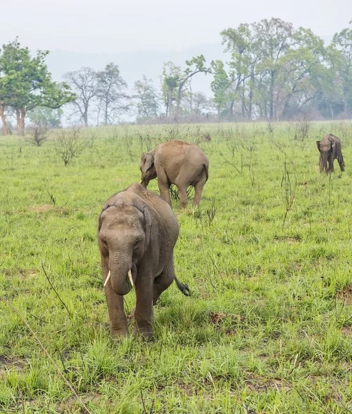 இரண்டு இளம் யானைகள் — ஸ்டாக் புகைப்படம்