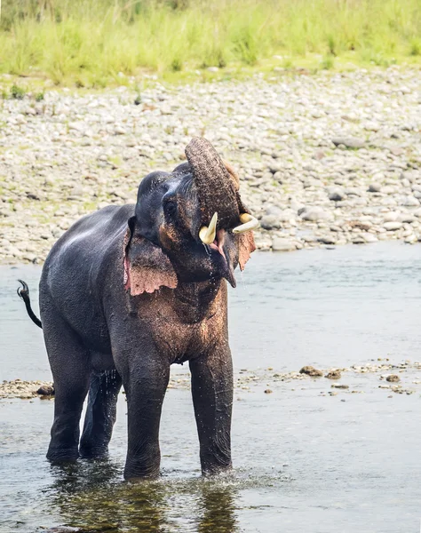 Macho asiático elefante en un río — Foto de Stock