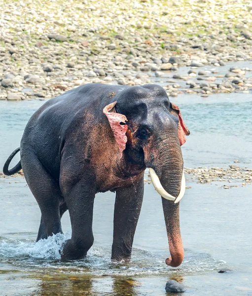 Macho asiático elefante en un río — Foto de Stock