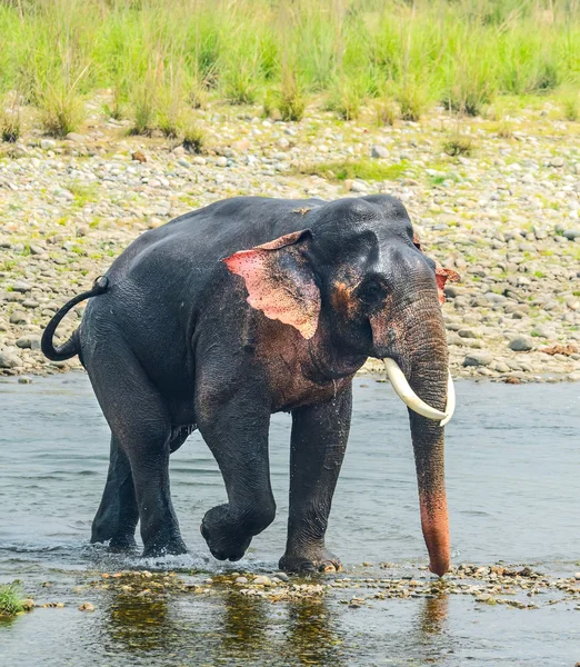 Elefante asiático en un río — Foto de Stock