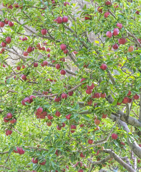 Branch of apple tree — Stock Photo, Image