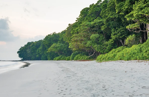 Skogen stretch på Radha Nagar Beach — Stockfoto
