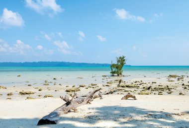 Havelock Adası'nda düşmüş bir ağaç