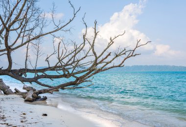 bir plaj havelock Adası, düşmüş ağaç
