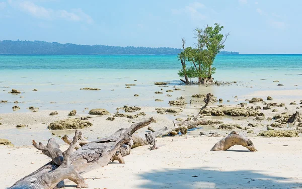 Log trä träd fallit på en stenig strand — Stockfoto