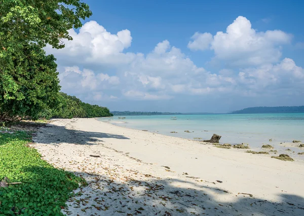 En tropisk strand med skog — Stockfoto