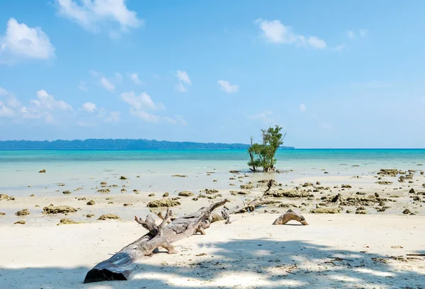 Un árbol caído en la isla Havelock — Foto de Stock