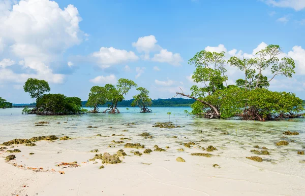 Mangrove flora på Havelock island — Stockfoto
