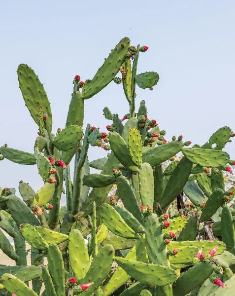 Cactus espinoso en una selva —  Fotos de Stock