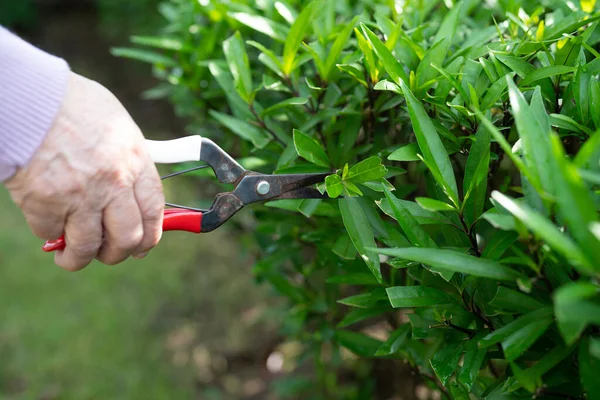 Asian senior or elderly old lady woman trim the branches with pruning shears for taking care garden in house, hobby to relax and exercising with happy.