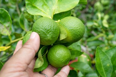Bahçedeki ağaçta taze limon meyvesi tutan bir kadın..