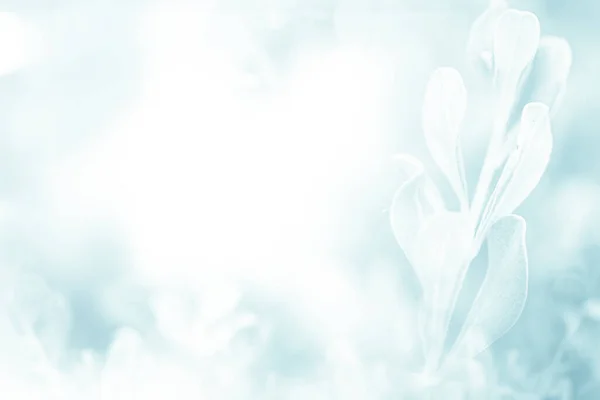 Blau Grün Schön Frühling Blume Blüte Zweig Hintergrund Mit Kostenlosem — Stockfoto