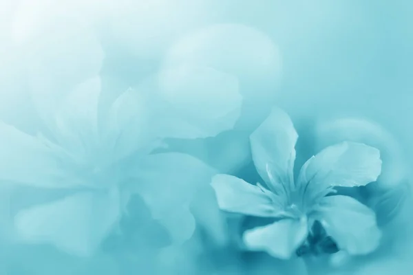 Pastell Blau Grün Schön Frühling Blume Blüte Zweig Hintergrund Mit — Stockfoto