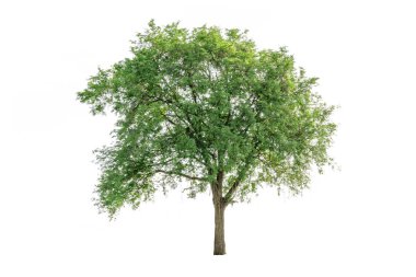 Beyaz arka planda izole edilmiş ağaç. Her zaman yeşil olan tropikal ekoloji ormanı koleksiyonu.