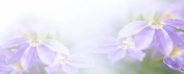 Violett Blau Schön Frühling Blume Blüte Zweig Hintergrund Mit Kostenlosem — Stockfoto