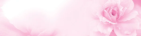 粉红玫瑰美丽的春花分枝复古背景 免费复制空间用于贺卡或环境封面页 网页横幅和首页 — 图库照片