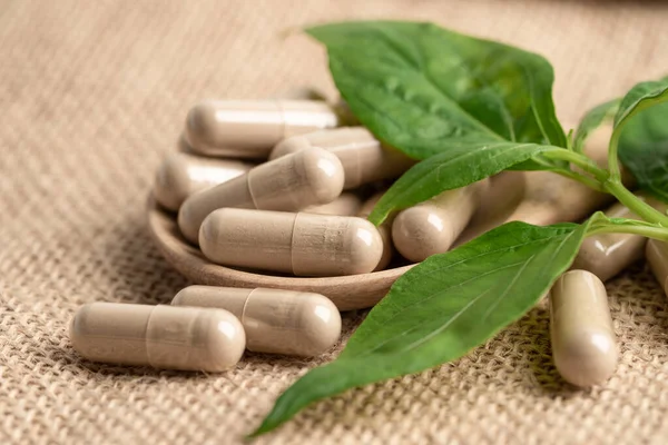 Andrographis paniklemesi veya kariyer yaprağı bitkisi covid-19 coronavirüs enfeksiyonunu tedavi etmek için bitki kapsülleri ile.