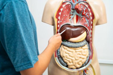 Öğrenci genç lisede insan vücut modeliyle anatomi biyolojisi öğreniyor..