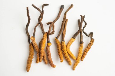 Cordyceps ya da Ophiocordyceps sinensis mantar bitkisi beyaz arka planda ilaç olarak kullanılan mantardır..