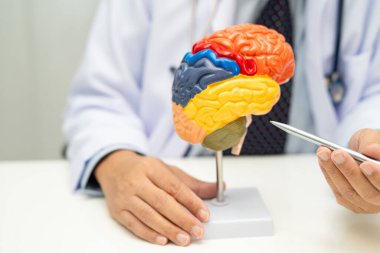 İnsan beyni anatomisi modeli olan Asyalı doktor hastanede..