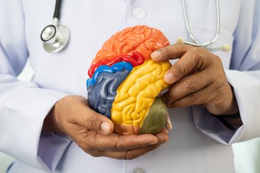 Asyalı doktor, hastanede teşhis ve tedavi için beyin anatomisi modeli tutuyor..