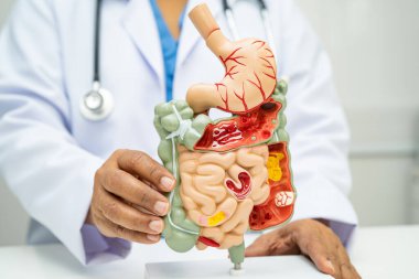 Midesi ve bağırsağı olan sindirim sistemi, Asyalı doktor hastanede teşhis ve tedavi için insan anatomisi modeli tutuyor..