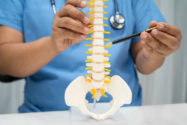 Ortopedi bölümünde tedavi için omurga iskeleti ve sinir modeline sahip bir doktor..