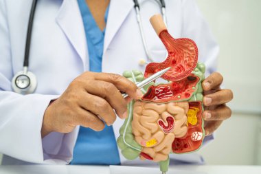 Midesi ve bağırsağı olan sindirim sistemi, Asyalı doktor hastanede teşhis ve tedavi için insan anatomisi modeli tutuyor..