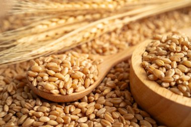 Tahıl, ticaret ihracat ve ekonomi.