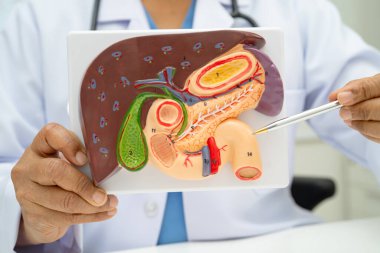 Safra kesesi, pankreas dalağı ve onikiparmak bağırsağı olan karaciğer, Asyalı doktor hastanede teşhis ve tedavi için insan anatomisi modeli tutuyor..