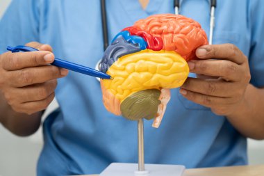Alzheimer hastalığı, Asyalı doktor hastanede teşhis ve tedavi için beyin anatomisi modeli tutuyor..