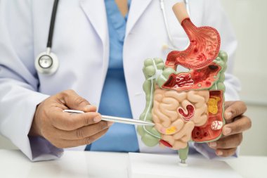 Midesi ve bağırsağı olan sindirim sistemi, Asyalı doktor hastanede teşhis ve tedavi için insan anatomisi modeli tutuyor..