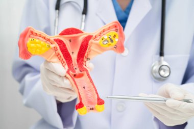 Rahim, hastanede teşhis ve tedavi için insan anatomisi modeli tutan doktor..