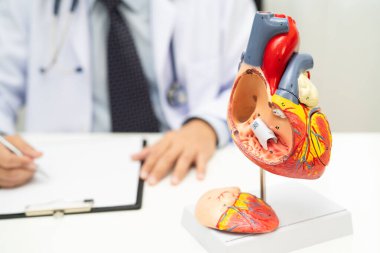Kardiyovasküler hastalık CVD, Asyalı doktor kalp hastalıklarını öğrenmek ve tedavi etmek için insan anatomisi modeli tutuyor.