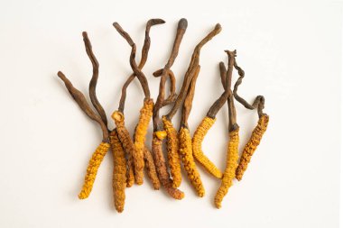Cordyceps ya da Ophiocordyceps sinensis mantar bitkisi beyaz arka planda ilaç olarak kullanılan mantardır..