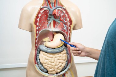 Öğrenci genç lisede insan vücut modeliyle anatomi biyolojisi öğreniyor..