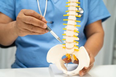 Ortopedi bölümünde tedavi için omurga iskeleti ve sinir modeline sahip bir doktor..