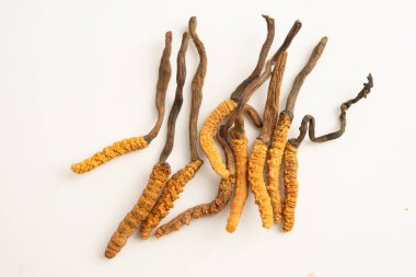 Cordyceps ya da Ophiocordyceps sinensis mantar bitkisi beyaz arka planda ilaç olarak kullanılan mantardır..