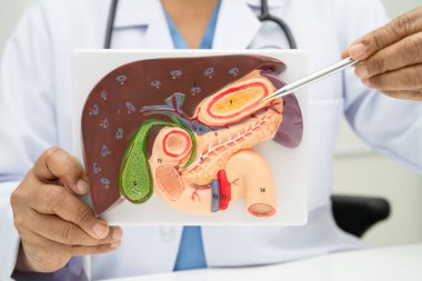 Safra kesesi, pankreas dalağı ve onikiparmak bağırsağı olan karaciğer, Asyalı doktor hastanede teşhis ve tedavi için insan anatomisi modeli tutuyor..