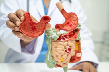 Midesi ve bağırsağı olan sindirim sistemi, Asyalı doktor hastanede teşhis ve tedavi için insan anatomisi modeli tutuyor..